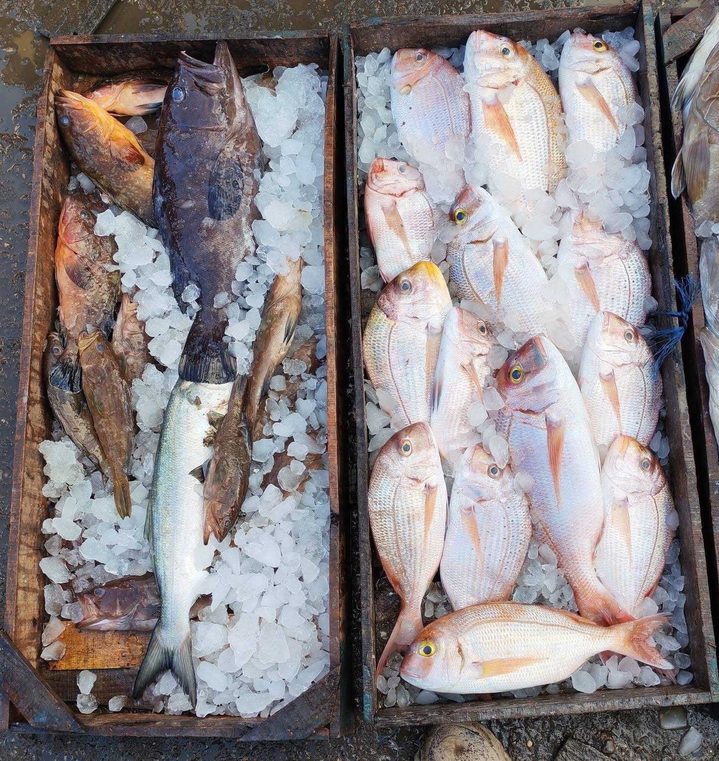 Burullus port crew sorting catch
